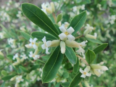 Daphne gnidium, Alpine Daphne veya Daphne Alpina.