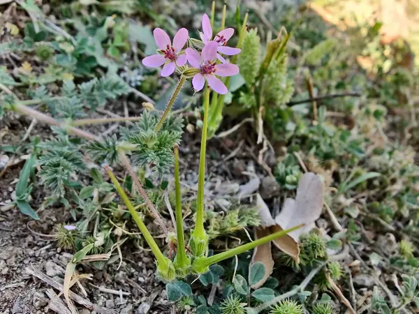 Yaygın Leylek Faturası, kırmızısaplı dolgu ya da Erodyum Cicutarium