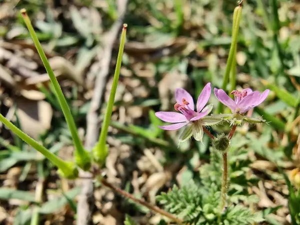 Yaygın Leylek Faturası, kırmızısaplı dolgu ya da Erodyum Cicutarium