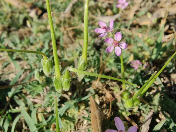 Yaygın Leylek Faturası, kırmızısaplı dolgu ya da Erodyum Cicutarium