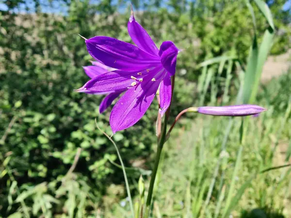 Ixiolirion tataricum, Sibirya zambağı veya lavanta dağı zambağı mor çiçekleri 