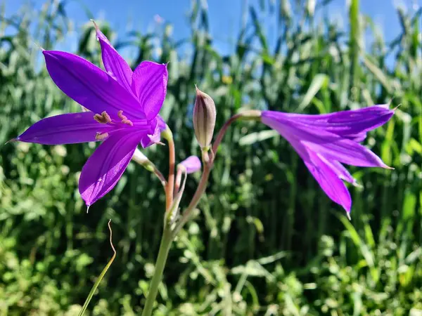 Ixiolirion tataricum, Sibirya zambağı veya lavanta dağı zambağı mor çiçekleri 