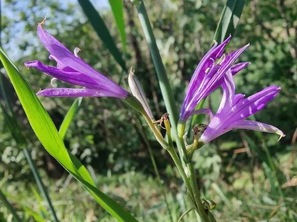 Ixiolirion tataricum, Sibirya zambağı veya lavanta dağı zambağı mor çiçekleri 