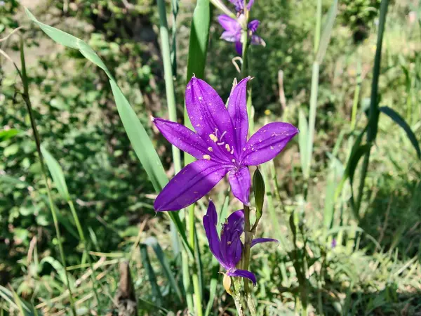 Ixiolirion tataricum, Sibirya zambağı veya lavanta dağı zambağı mor çiçekleri 