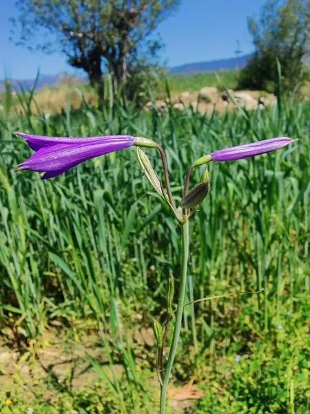 Ixiolirion tataricum, Sibirya zambağı veya lavanta dağı zambağı mor çiçekleri 