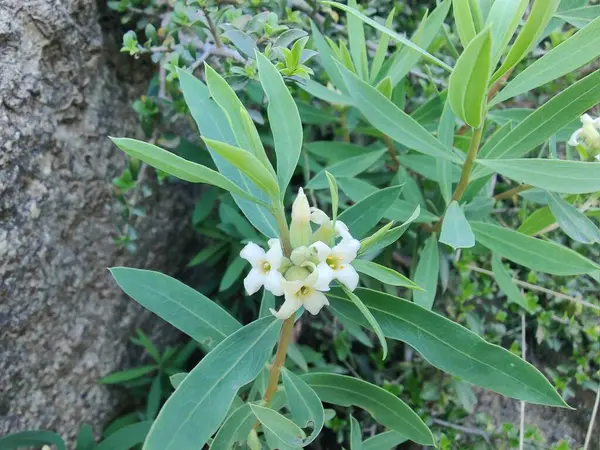 Daphne gnidium, Alpine Daphne veya Daphne Alpina.