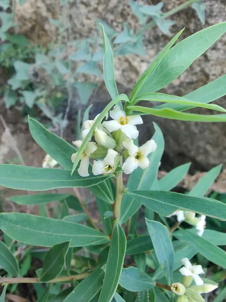 Daphne gnidium, Alpine Daphne veya Daphne Alpina.