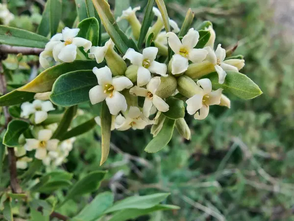 Daphne gnidium, Alpine Daphne veya Daphne Alpina.