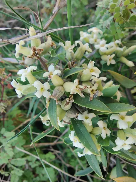 Daphne gnidium, Alpine Daphne veya Daphne Alpina.