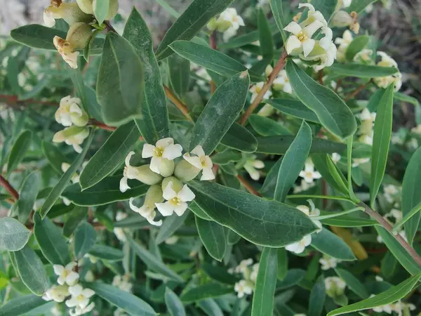 Daphne gnidium, Alpine Daphne veya Daphne Alpina.