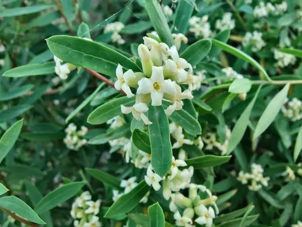 Daphne gnidium, Alpine Daphne veya Daphne Alpina.