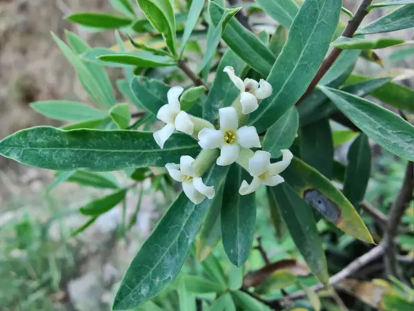 Daphne gnidium, Alpine Daphne veya Daphne Alpina.