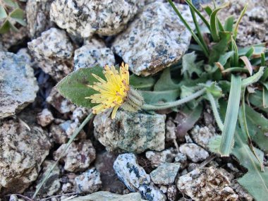 Launaea procumbens, Jangi Gobi veya Country Karahindiba 