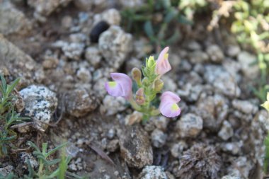 Scutellaria linearis veya Dar Kurukafa çiçekleri