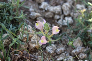 Scutellaria linearis veya Dar Kurukafa çiçekleri