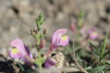 Scutellaria linearis veya Dar Kurukafa çiçekleri