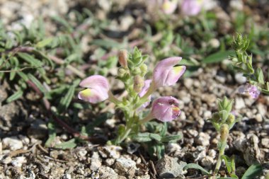Scutellaria linearis veya Dar Kurukafa çiçekleri