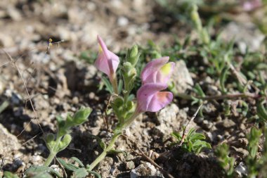Scutellaria linearis veya Dar Kurukafa çiçekleri