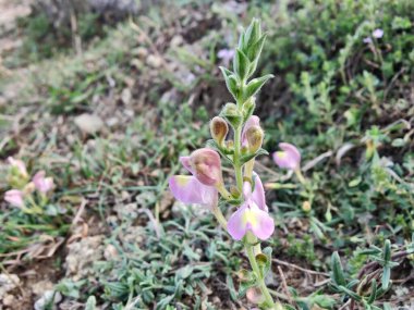 Scutellaria linearis veya Dar Kurukafa çiçekleri