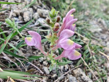 Scutellaria linearis veya Dar Kurukafa çiçekleri