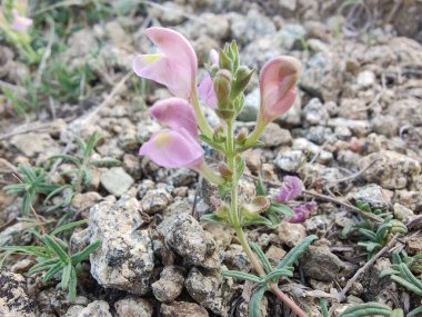 Scutellaria linearis veya Dar Kurukafa çiçekleri