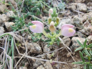 Scutellaria linearis veya Dar Kurukafa çiçekleri