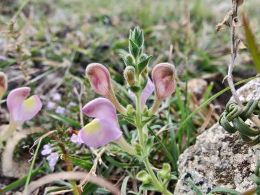 Scutellaria linearis veya Dar Kurukafa çiçekleri