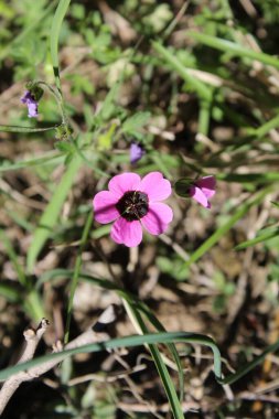 Geranium ocellatum veya gri turna gagalı pembe çiçekler bir çayırda