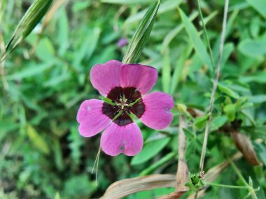 Geranium ocellatum veya gri turna gagalı pembe çiçekler bir çayırda