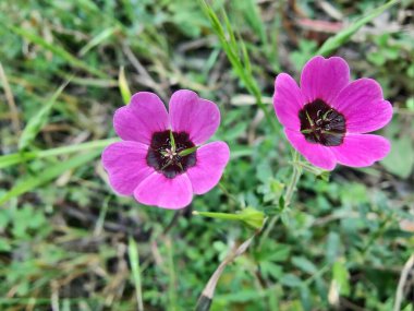 Geranium ocellatum veya gri turna gagalı pembe çiçekler bir çayırda
