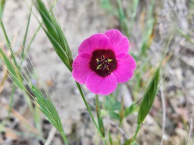 Geranium ocellatum veya gri turna gagalı pembe çiçekler bir çayırda