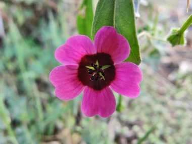 Geranium ocellatum veya gri turna gagalı pembe çiçekler bir çayırda