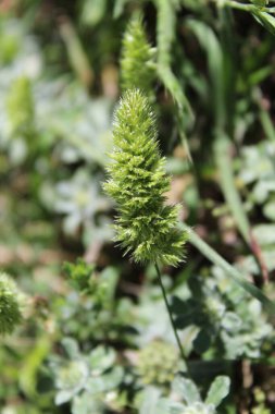 Rostraria Cristata veya Akdeniz Saç Çimeni