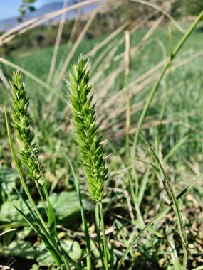 Rostraria Cristata veya Akdeniz Saç Çimeni