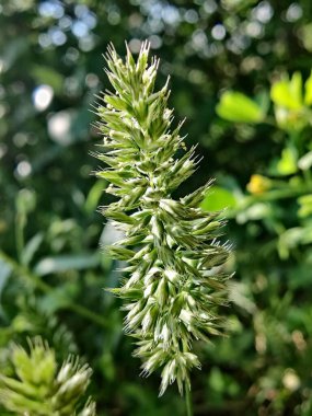 Rostraria Cristata veya Akdeniz Saç Çimeni