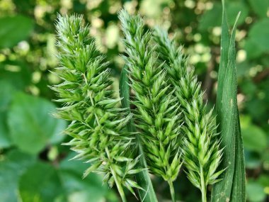 Rostraria Cristata veya Akdeniz Saç Çimeni