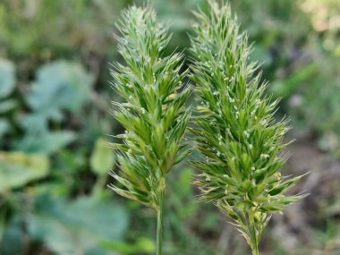 Rostraria Cristata veya Akdeniz Saç Çimeni