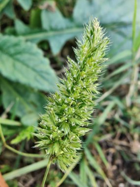 Rostraria Cristata veya Akdeniz Saç Çimeni