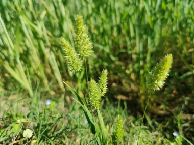 Rostraria Cristata veya Akdeniz Saç Çimeni