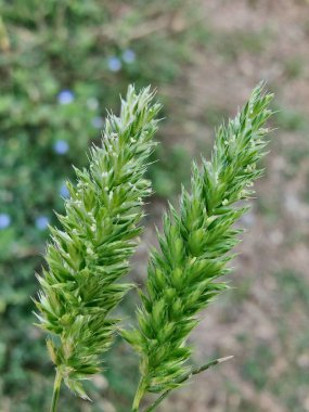 Rostraria Cristata veya Akdeniz Saç Çimeni