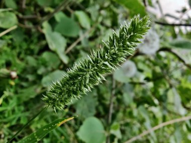 Rostraria Cristata veya Akdeniz Saç Çimeni