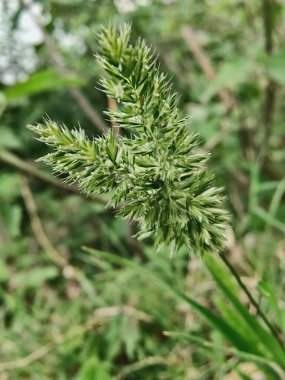 Rostraria Cristata veya Akdeniz Saç Çimeni
