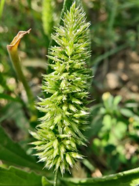 Rostraria Cristata veya Akdeniz Saç Çimeni