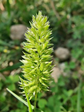 Rostraria Cristata veya Akdeniz Saç Çimeni