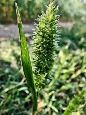 Rostraria Cristata veya Akdeniz Saç Çimeni