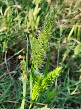 Rostraria Cristata veya Akdeniz Saç Çimeni