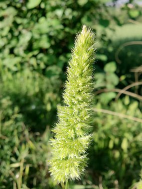 Rostraria Cristata veya Akdeniz Saç Çimeni