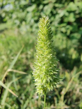Rostraria Cristata veya Akdeniz Saç Çimeni