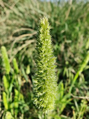 Rostraria Cristata veya Akdeniz Saç Çimeni