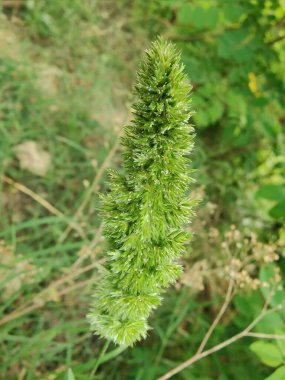 Rostraria Cristata veya Akdeniz Saç Çimeni